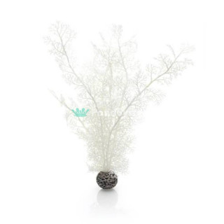 Белый морской веер, большой, Sea fan large white 