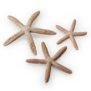 Набор морских звезд, Starfish set 3 natural biorb