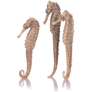 Набор из 3-х морских коньков (seahorse 3 pack natural)