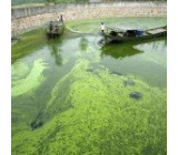 Как избавиться от водорослей в пруду