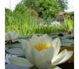 Водные растения для мини-пруда